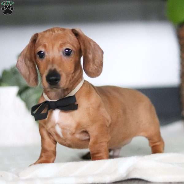 Ace, Dachshund Puppy